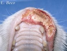 They may be neat and well groomed. Allergy in cats : miliary dermatitis, feline extensive ...
