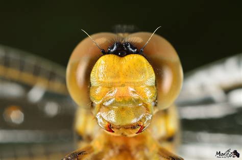 The Mouth Of A Dragonfly By Dongsu Shin 500px