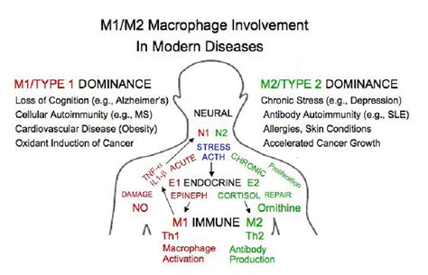 M1 Or M2 Dominant Immune Responses Are Associated With Specific