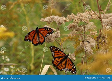A Monarch Butterfly Perched On A Plant Stock Image Image Of Wings