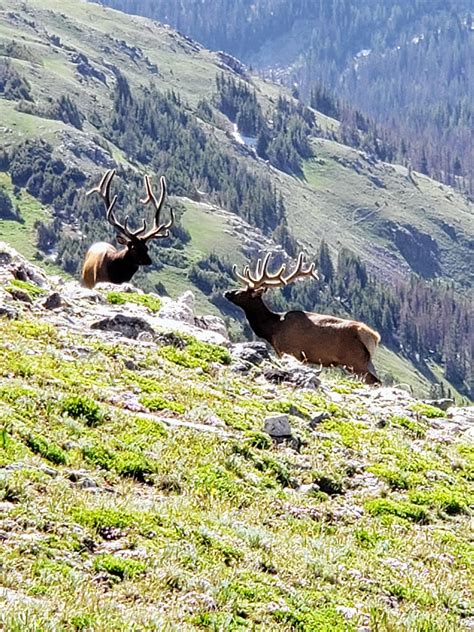 Elk In Alpine Tundra At 11700 Feet Rocky Mountain National Park R