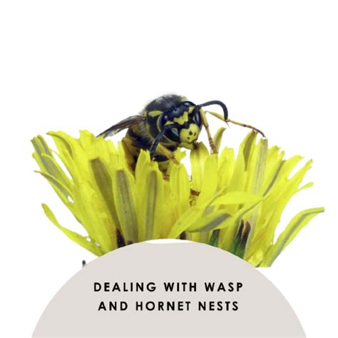 Wasps Vs Hornets What Is The Difference