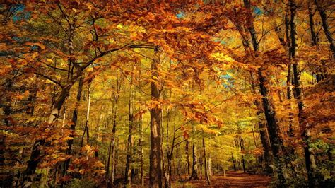 Forest Widescreen Retina Imac 2048x1152 Autumn Scenery Fall Colors