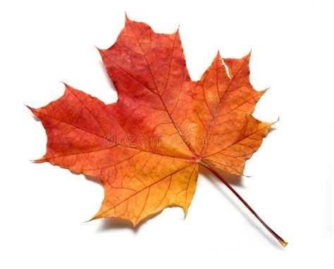 Red Yellow Maple Leaf Stock Image Image Of Ground Leaves 11037431
