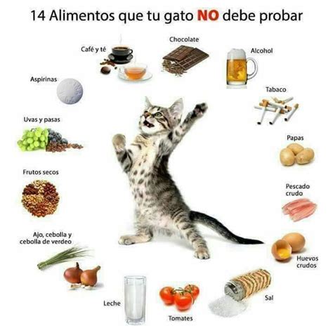 Lista 98 Foto Que Comida Se Le Puede Dar A Un Gato Mirada Tensa 092023