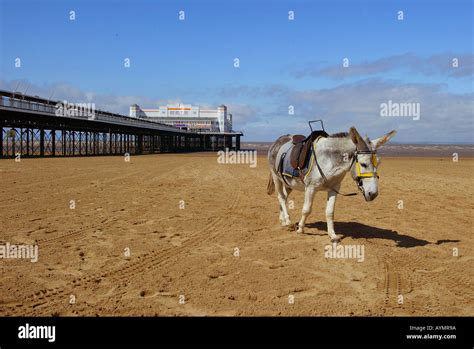 Donkeys On The Beach At Weston Super Mare Stock Photo Alamy