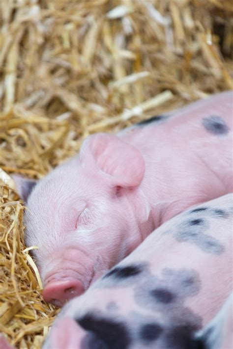 Sleeping Piglet Free Stock Photo Public Domain Pictures