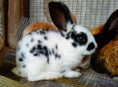 Mewarnai gambar kelinci yang sedang makan wortel atau memegang wortel memiliki kelebihan tersendiri. Jenis Kelinci Yang Memiliki Bulu Seperti Kucing Siam Adalah - Berbagai Jenis Itu