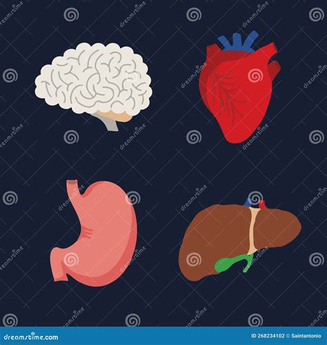 Human Internal Organs, Cartoon Anatomy Body Parts Brain and Heart