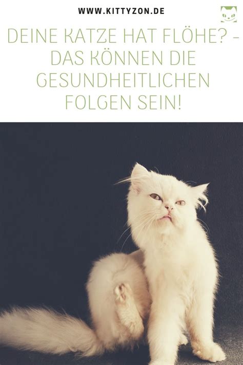 Denn knorpel und knochen sind verschlissen. Hat deine Katze Flöhe? - So kannst du sie erfolgreich ...