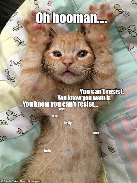 Oh Hooman Lolcats Lol Cat Memes Funny Cats Funny Cat