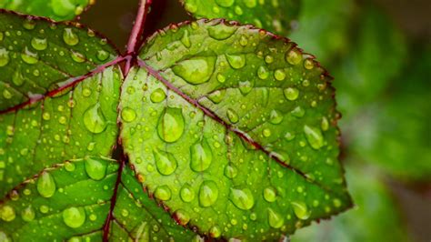Water Droplets On Green Leaf 4k Ultra Hd Wallpapers For Mobile Phones Tablet And Pc 3840x2160