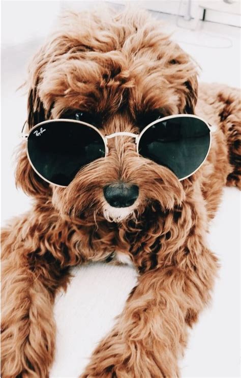 Doodles Ray Bans Cute Puppy Pictures Seedless Dog Breeds