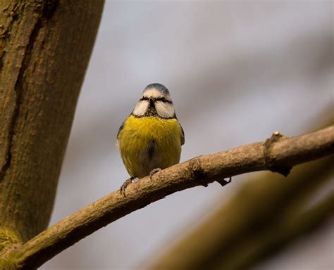 Beekstraat 32 1861 meise tel: Meise Foto & Bild | tiere, wildlife, wild lebende vögel Bilder auf fotocommunity