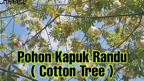 Pohon Kapuk Randu Cotton Tree Youtube