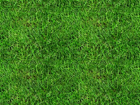 Seamless Grass Texture Free Nature Grass And Foliage Textures For