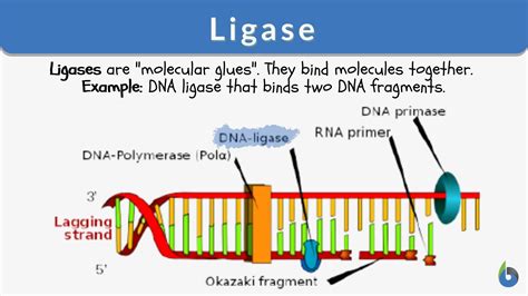 Ligase Enzyme Examples