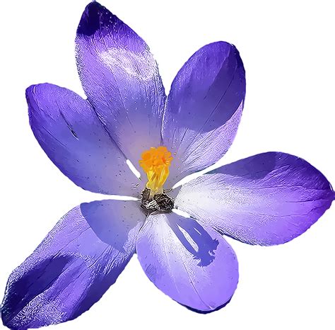 Spring Crocus Transparent Png Clip Art Image Flower A