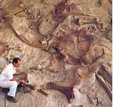 Photos of Philippines Dinosaur Fossil