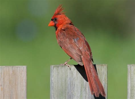 Male North American Cardinal Petrab56 Flickr