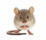 Home Remedies For Field Mice Pictures