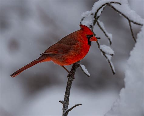 Kenz Lenz Photography Birds Cardinal On Snowy Branch