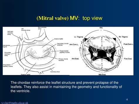 Ppt Dynamic Simulation Of Mitral Valve Using The Immersed Boundary