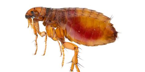 Common Fleas Of The United States Fleas Cdc