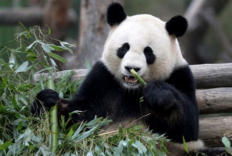 Panda Romance In The Air At Berlin Zoo But Love Takes Time Business