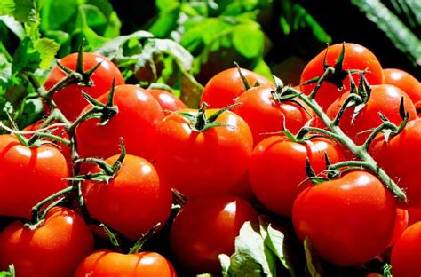 What Does It Mean To Dream Of Tomatoes Dream Glossary