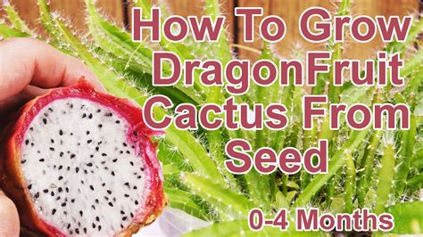 How To Grow Dragon Fruit From Seeds Youtube