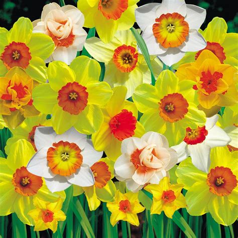Daffodil Cornish Red Cup Mixed Daffodil Bulbs Van Meuwen