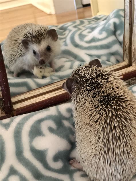 Hedgie Cuteness brought to you by Quillbert | Mirror wall, Hedgehog ...