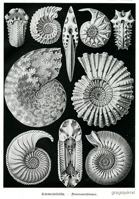 Ernst Haeckel Ammonite Fossil Drawings By Graysquirrel Redbubble