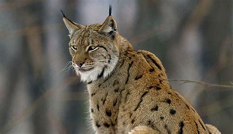 Lynx Roy Dennis Wildlife Foundation