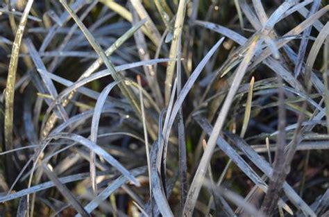 Mondo grass is a spreading grass that can be divided into clumps to create new specimens. Black Dwarf Mondo Grass Ophiopogon planiscapus Nigrescens ...