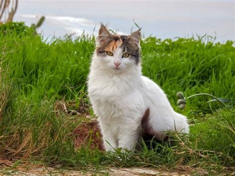 130 Gypsy Cat Names For Your Nomadic Cute Kitten