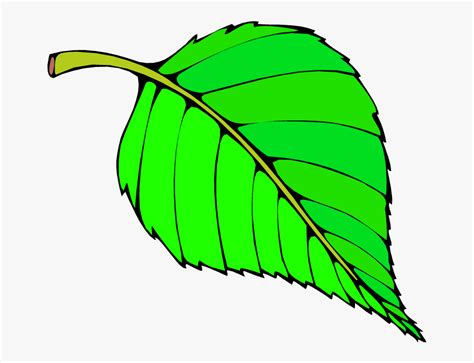 Cartoon Leaf Clipart 20 Free Cliparts Download Images On Clipground 2024