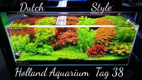 Technische die erfüllt sein müssen um ein aquarium als hollandaquarium bezeichnen zu können. Neue Pflanzen im Hollandaquarium | Dutch Style Update ...