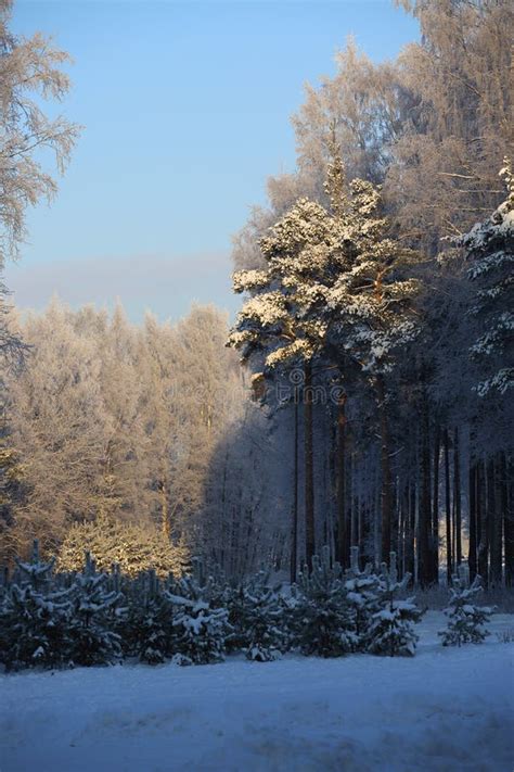 Beautiful Winter Forest Stock Photo Image Of Branch 81343228