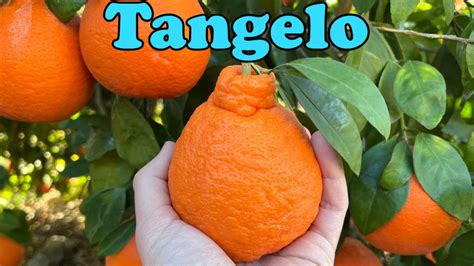 Tangelo Tasting Youtube