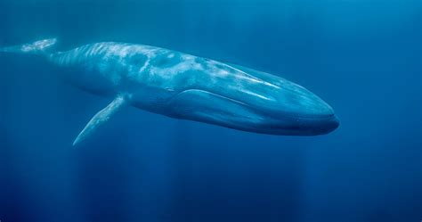 Rare Footage Of Blue Whales Feeding Captured Information