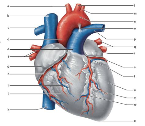 Coronary Circulation Anterior Diagram Quizlet
