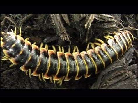 Learn all of the milipede facts you need to know that will help you to better understand these creatures. Toxic Millipede:Yellow and Black Millipede Arthropod - YouTube