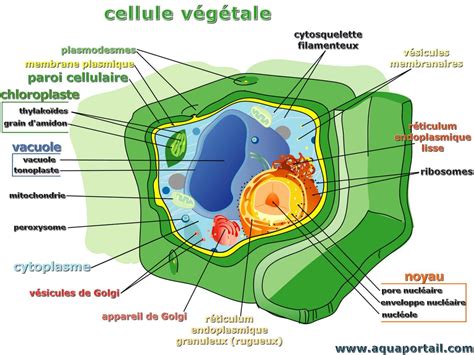 Les Organites Dans Le Cytoplasme 1 La Cellule Et Sa M