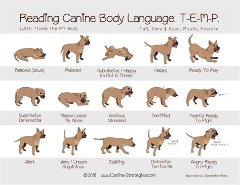 Body Language Iffy Dog