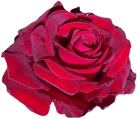 23 gambar tato bunga rose terbaik di 2019 awesome tattoos coolest. Wow 29+ Bunga Mawar Merah Pixabay - Gambar Bunga HD