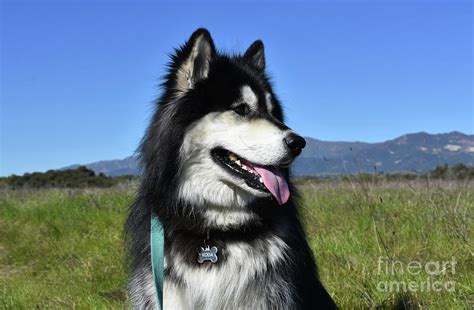Stunning Black And White Fluffy Siberian Husky In A Field Photograph By