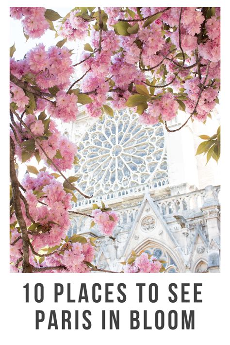 10 Places To See The Cherry Blossoms Bloom In Paris Everyday Parisian