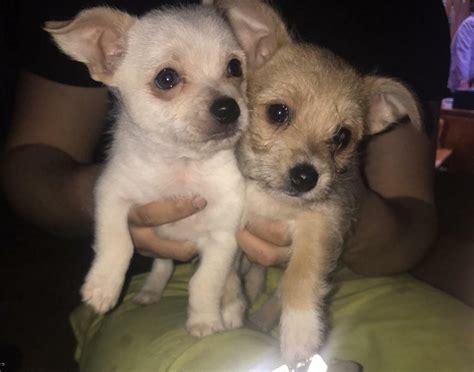 Bichon Frise X Chihuahua In Dudley West Midlands Gumtree